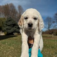 Setter inglese