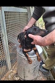 Jagd terrier