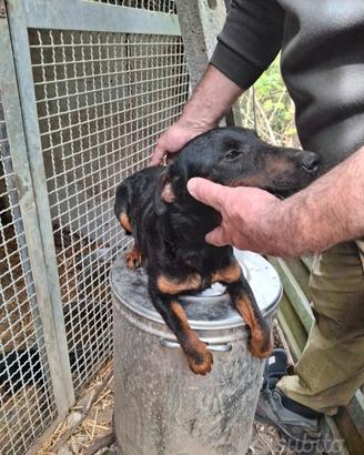 Jagd terrier