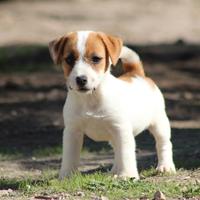 Jack russell terrier