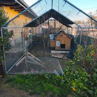 recinto per galline più pollaio