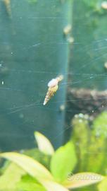lumache  per acquario 20 PZ Melanoides tuberculata