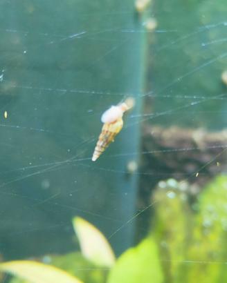 lumache  per acquario 20 PZ Melanoides tuberculata