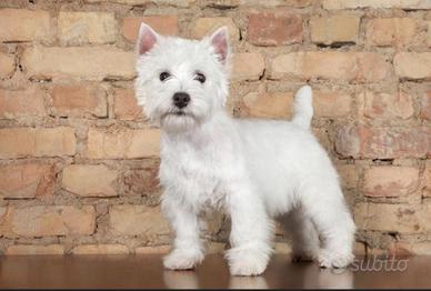 Cucciolo West Highland Terrrier