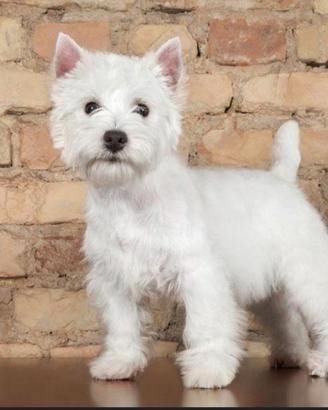 Cucciolo West Highland Terrrier