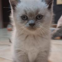Scottish fold e straight