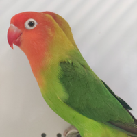 Coppia agapornis lilianae