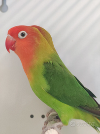 Coppia agapornis lilianae