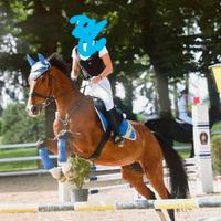 Castrone sella italiano