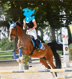 Castrone sella italiano