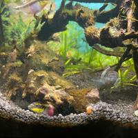 Pelvicachromis Pulcher