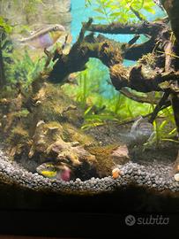 Pelvicachromis Pulcher