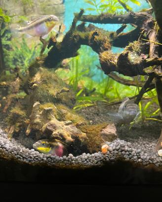Pelvicachromis Pulcher