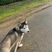 Cane Husky