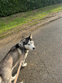 Cane Husky