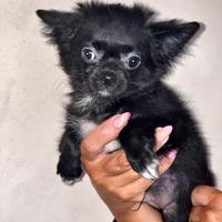Chihuahua rimborso spese