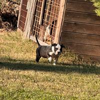 Amstaff pedigree cuccioli