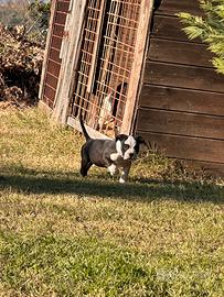 Amstaff pedigree cuccioli