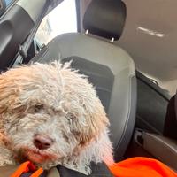 Cucciola Lagotto romagnolo