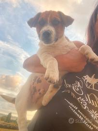 Jack russell terrier