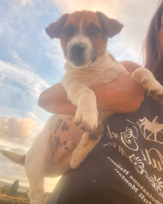 Jack russell terrier