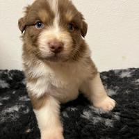 Cuccioli di pastore australiano