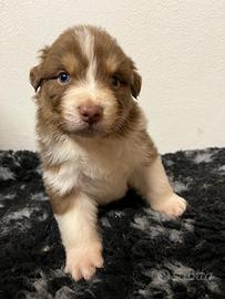 Cuccioli di pastore australiano
