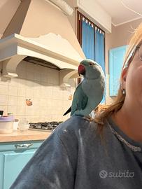 Parrocchetto dal collare