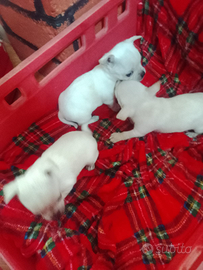 Chihuahua bianchi toy