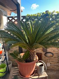 Cycas