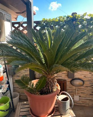 Cycas