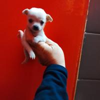 Chihuahua mini toy maschio