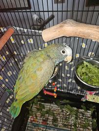Pappagallo Coronabianca (pionus senilis)