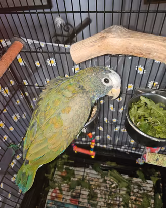 Pappagallo Coronabianca (pionus senilis)