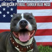 American pitbull terrier