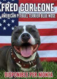 American pitbull terrier