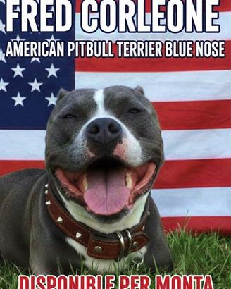 American pitbull terrier