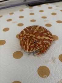 Ceratophrys cranwelli