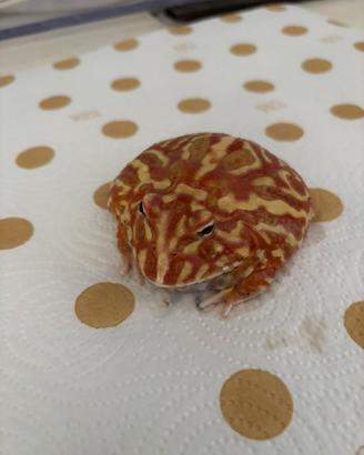 Ceratophrys cranwelli
