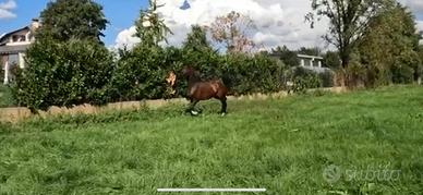 Puledra araba di 3 anni