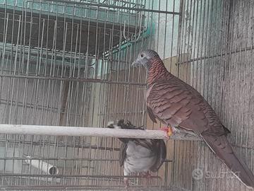 Tortora delle mangrovie