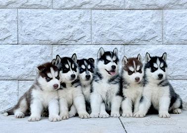 Cuccioli husky
