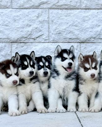 Cuccioli husky