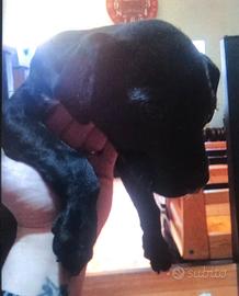 Pitbull black pantera