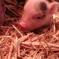 Maialino mini Pig
