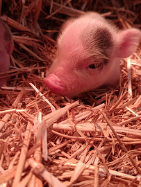Maialino mini Pig