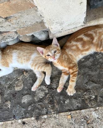 Gattini rossi di tre mesi