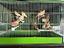 Immagine 6