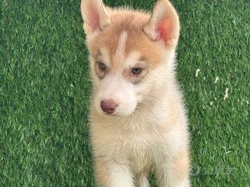 Husky