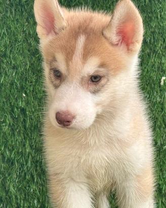 Husky